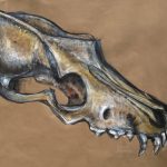 Fabian_Jimenez_-_craneo_2010